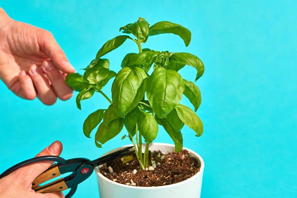 6 loại cây trồng hữu ích trong nhà