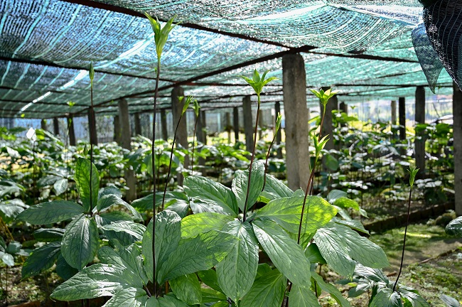 Bài toán phát triển nguồn nguyên liệu dược phẩm